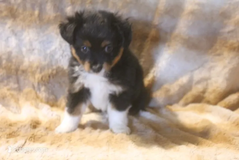 Ace – Toy Australian Shepherd puppy for sale in Ionia, IA