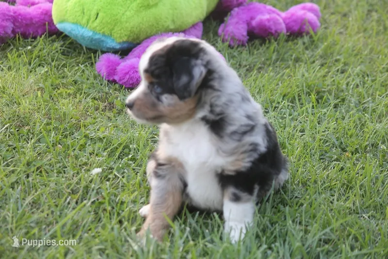Bentley – Miniature Australian Shepherd puppy for sale in Ionia, IA