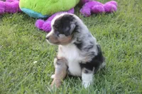 Bentley, a male Miniature Australian Shepherd for sale in Ionia, IA – 1 of 8