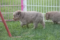 Astro, a male Toy Australian Shepherd for sale in Ionia, IA – 3 of 9