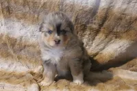 Brooke, a female Toy Australian Shepherd for sale in Ionia, IA – 3 of 9