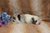 Astro, a male Toy Australian Shepherd for sale in Ionia, IA – 2 of 3