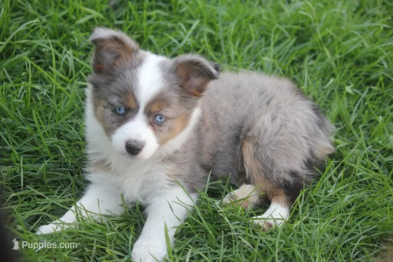 Missouri – Toy Australian Shepherd puppy for sale in Ionia, IA