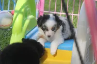 Axel, a male Toy Australian Shepherd for sale in Ionia, IA – 9 of 9