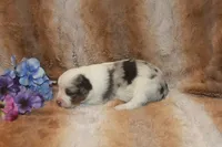 Astro, a male Toy Australian Shepherd for sale in Ionia, IA – 1 of 3