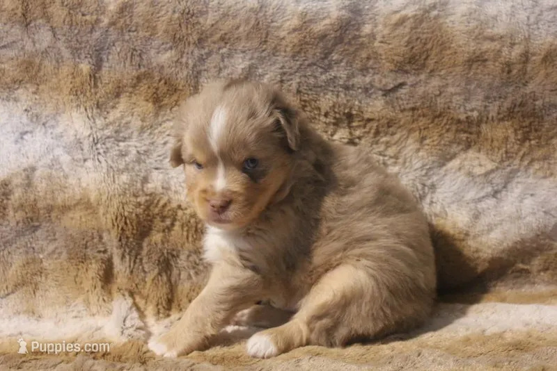 Astro – Toy Australian Shepherd puppy for sale in Ionia, IA