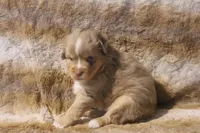 Astro, a male Toy Australian Shepherd for sale in Ionia, IA – 4 of 9