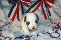 Arlo, a male Toy Australian Shepherd for sale in Ionia, IA – 3 of 6