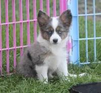 Missouri, a male Toy Australian Shepherd for sale in Ionia, IA – 6 of 6