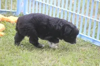 Angus, a male Miniature Australian Shepherd for sale in Ionia, IA – 6 of 7