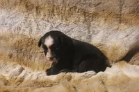 Diesel, a male Miniature Australian Shepherd for sale in Ionia, IA – 2 of 6