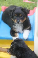 Bolt, a male Toy Australian Shepherd for sale in Ionia, IA – 2 of 8