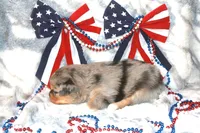 Brooke, a female Toy Australian Shepherd for sale in Ionia, IA – 6 of 9
