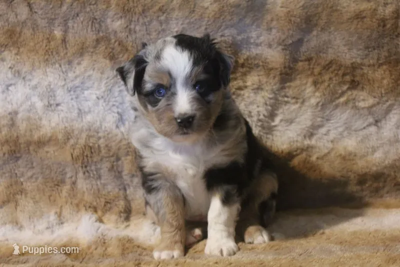 Bentley – Miniature Australian Shepherd puppy for sale in Ionia, IA