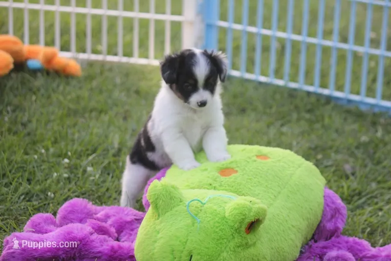 Abbey – Toy Australian Shepherd puppy for sale in Ionia, IA