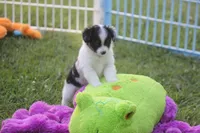 Abbey, a female Toy Australian Shepherd for sale in Ionia, IA – 1 of 8
