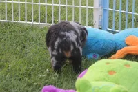 Bentley, a male Miniature Australian Shepherd for sale in Ionia, IA – 4 of 8
