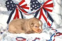 Astro, a male Toy Australian Shepherd for sale in Ionia, IA – 8 of 9