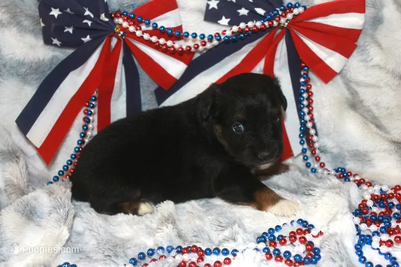 Bear – Toy Australian Shepherd puppy for sale in Ionia, IA