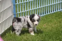 Axel, a male Toy Australian Shepherd for sale in Ionia, IA – 5 of 9