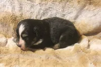 Pepper, a female Miniature Australian Shepherd for sale in Ionia, IA – 2 of 6