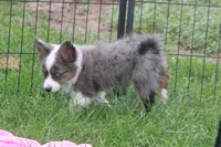 Missouri, a male Toy Australian Shepherd for sale in Ionia, IA – 5 of 6