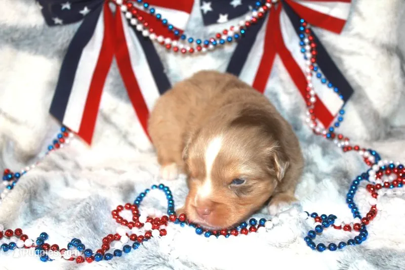 Astro – Toy Australian Shepherd puppy for sale in Ionia, IA