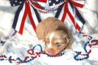 Astro, a male Toy Australian Shepherd for sale in Ionia, IA – 7 of 9
