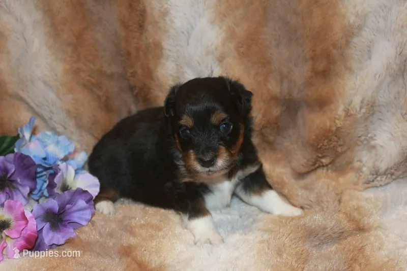 Bolt – Toy Australian Shepherd puppy for sale in Ionia, IA