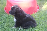 Bowser, a male Miniature Australian Shepherd for sale in Ionia, IA – 2 of 4