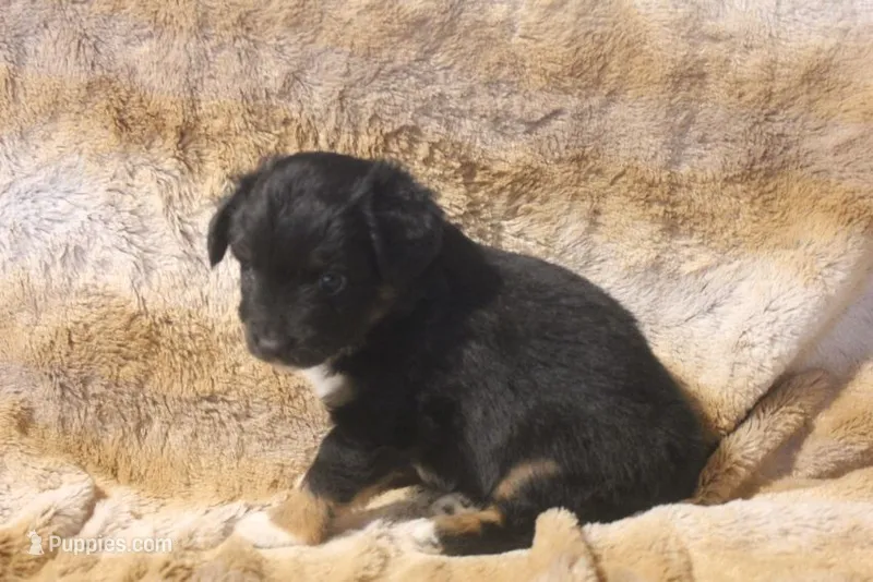 Bear – Toy Australian Shepherd puppy for sale in Ionia, IA