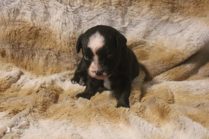 Diesel – Miniature Australian Shepherd puppy for sale in Ionia, IA
