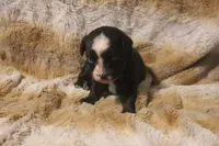 Diesel, a male Miniature Australian Shepherd for sale in Ionia, IA – 1 of 6