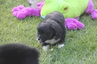 Angus, a male Miniature Australian Shepherd for sale in Ionia, IA – 5 of 7