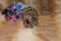Brooke, a female Toy Australian Shepherd for sale in Ionia, IA – 3 of 3