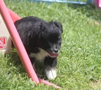 Angus, a male Miniature Australian Shepherd for sale in Ionia, IA – 7 of 7