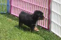 Bolt, a male Toy Australian Shepherd for sale in Ionia, IA – 8 of 8
