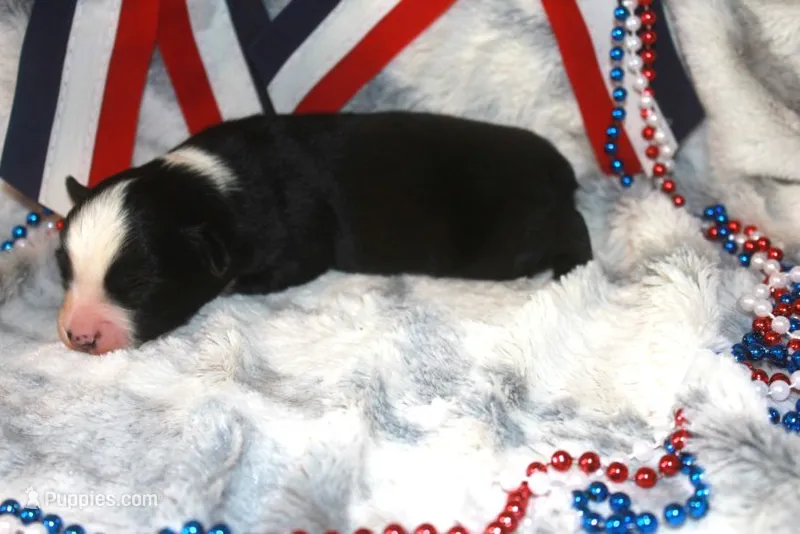 Koda – Miniature Australian Shepherd puppy for sale in Ionia, IA