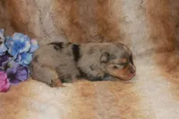 Brooke, a female Toy Australian Shepherd for sale in Ionia, IA – 2 of 3