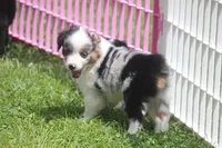 Axel, a male Toy Australian Shepherd for sale in Ionia, IA – 2 of 9