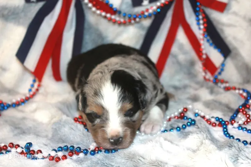 Bentley – Miniature Australian Shepherd puppy for sale in Ionia, IA