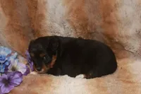 Bolt, a male Toy Australian Shepherd for sale in Ionia, IA – 2 of 2