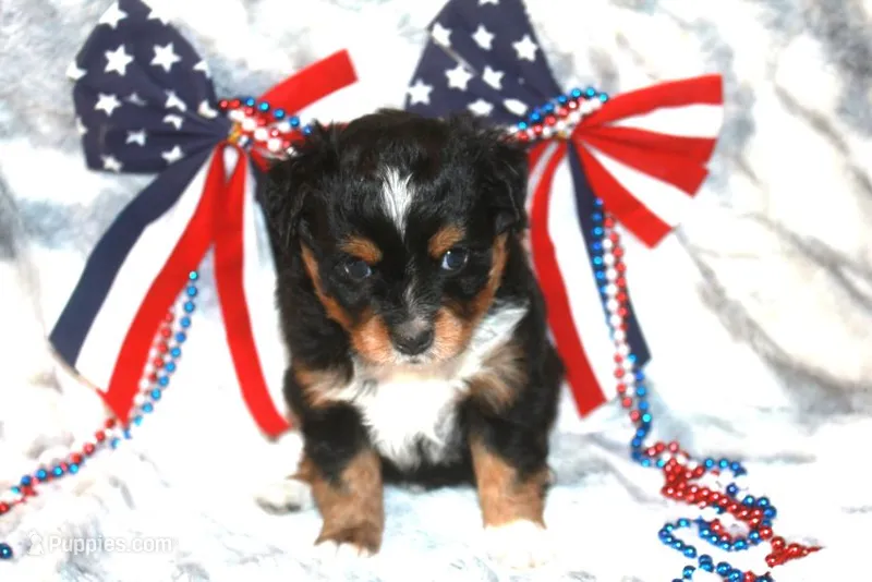Bandit – Toy Australian Shepherd puppy for sale in Ionia, IA