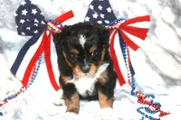 Bandit, a male Toy Australian Shepherd for sale in Ionia, IA – 1 of 6