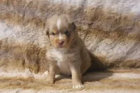 Astro, a male Toy Australian Shepherd for sale in Ionia, IA – 5 of 9