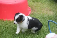 Abbey, a female Toy Australian Shepherd for sale in Ionia, IA – 5 of 8