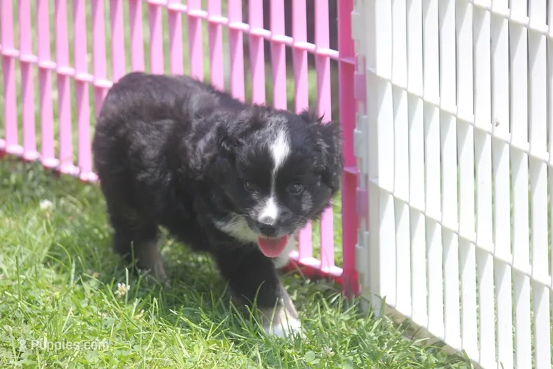 Bowser – Miniature Australian Shepherd puppy for sale in Ionia, IA