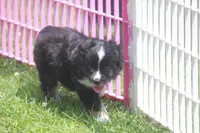 Bowser, a male Miniature Australian Shepherd for sale in Ionia, IA – 1 of 4