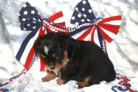 Bandit, a male Toy Australian Shepherd for sale in Ionia, IA – 3 of 6