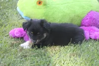 Ace, a male Toy Australian Shepherd for sale in Ionia, IA – 4 of 4